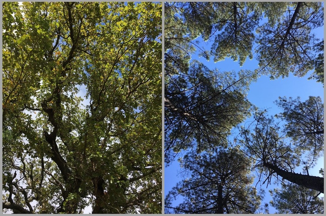 visuel arbres