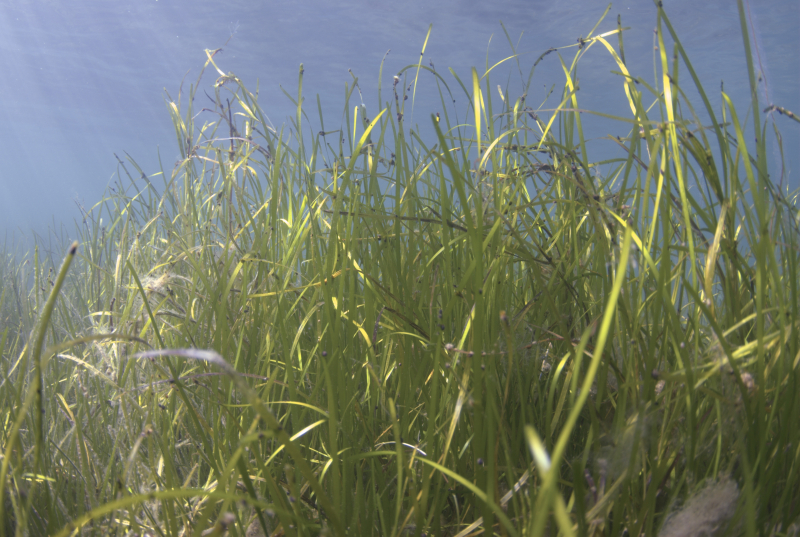 Herbier de phanérogame (Zostera marina)