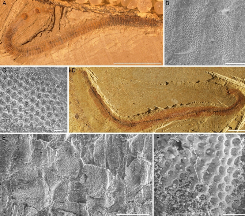 Reticulation on the cuticle of fossil palaeoscolecids from early Cambrian Chengjiang biota, south China. A-C. Tabelliscolex hexagonus (ELI-0001218). D-F. Cricocosmia jinningensis (ELI-0001402).