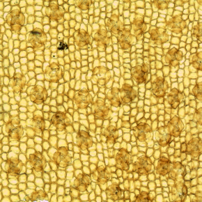Vue en microscopie optique d'une cuticule du conifère fossile Frenelopsis utilisé pour reconstituer la concentration en CO2 atmosphérique au Crétacé. © A. Barral[...]