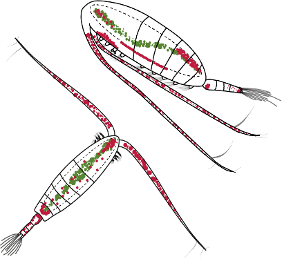 Dessin de copépodes arctiques.