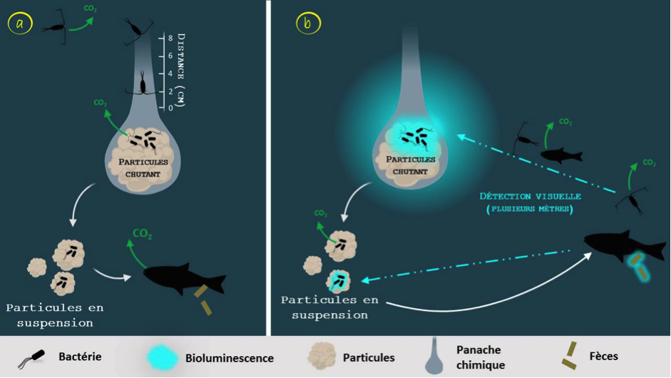 Illustration scientifique