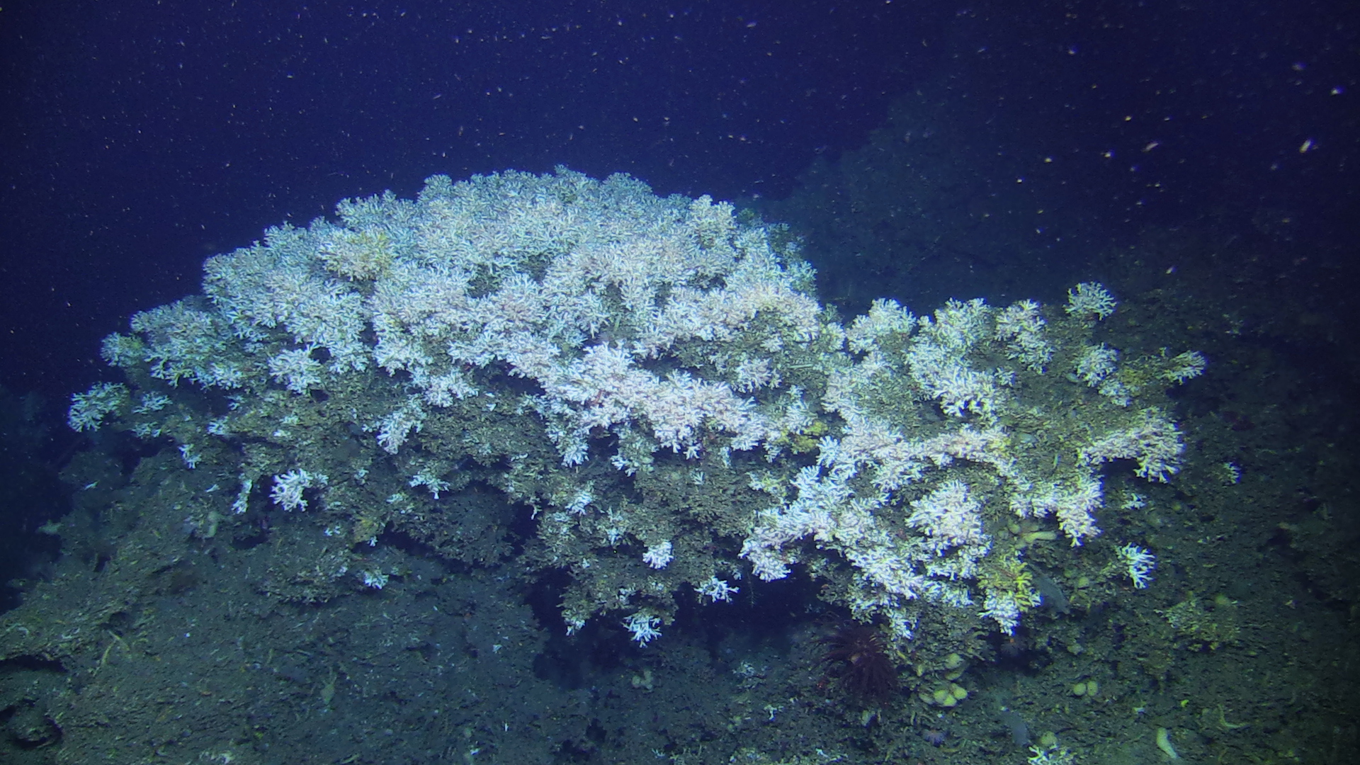 Photo des récifs de Lophelia pertusa, au nord de la Norvège (Hola).