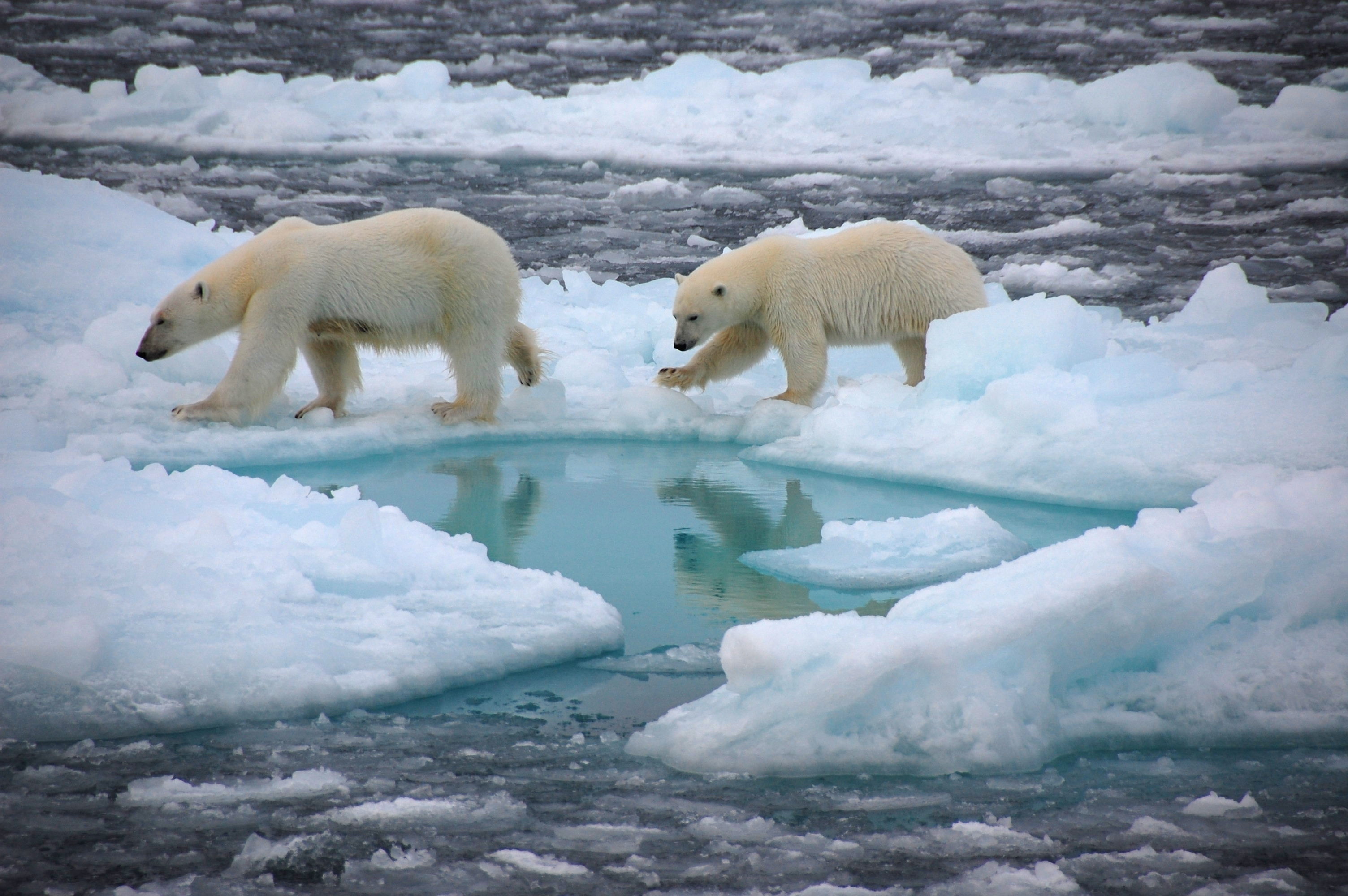 Photo d’un ours polaires sur la banquise arctique.