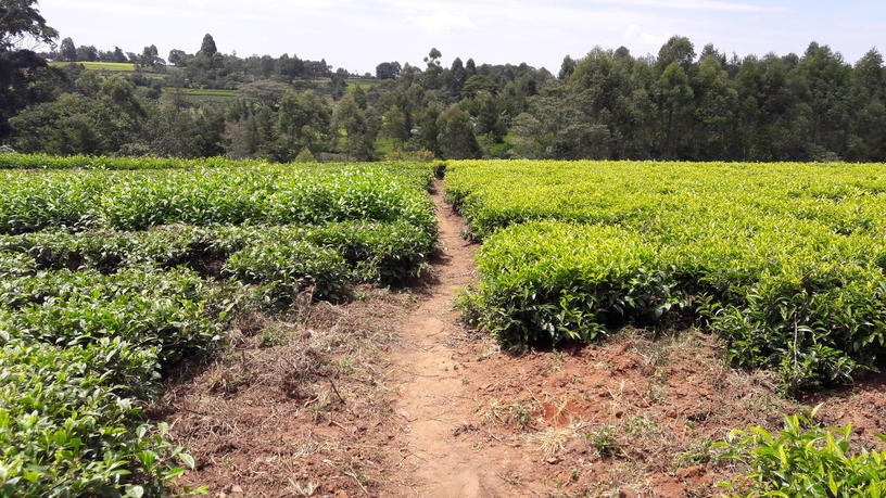 Photo d'une plantation de thé (Kaptumo, Kenya)