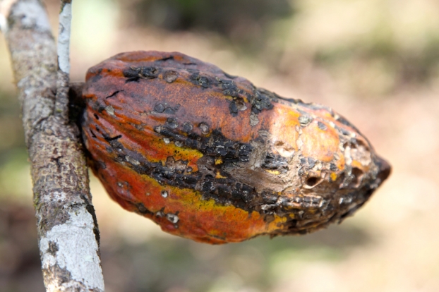 Bogue de cacao malade, à Dayuma en Équateur