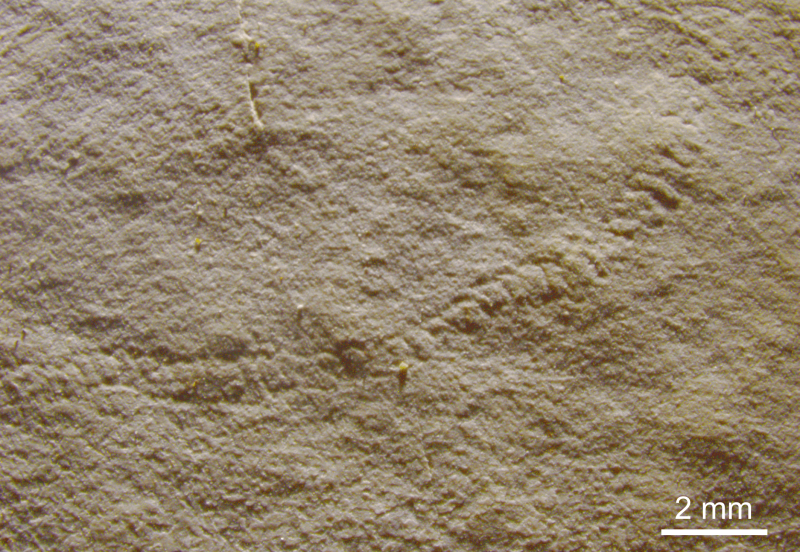 Palaeopascichnus en épirelief positif