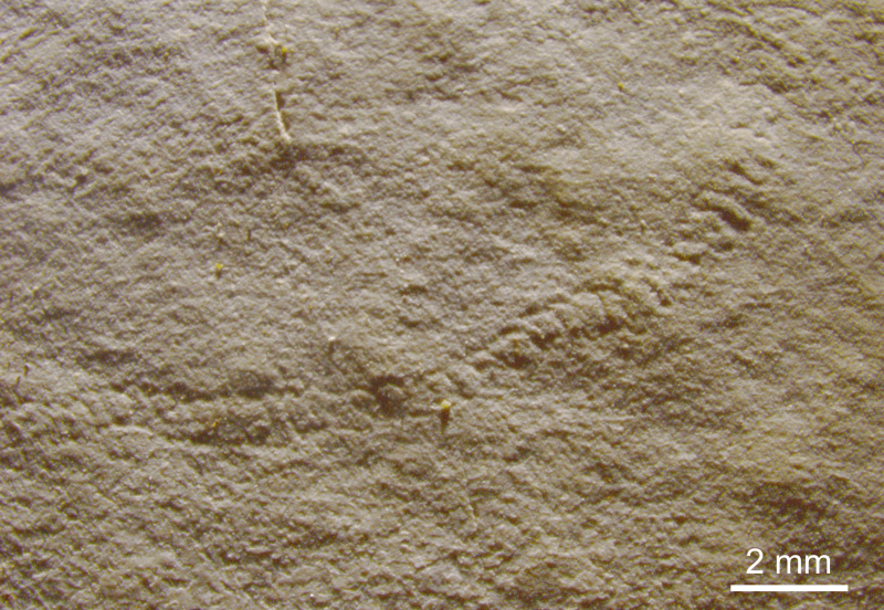 Palaeopascichnus en épirelief positif 