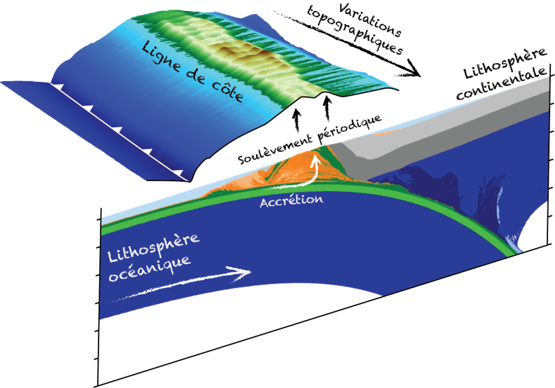 Bloc synthétisant les résultats de modèles numériques de subduction qui prédisent un soulèvement périodique du domaine côtier en réponse à l’accrétion profonde de lambeaux de croûte océanique le long du plan de subduction.