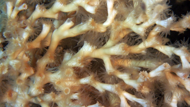  Lophelia orange, un corail dur dans le canyon Lacaze-Duthiers en Méditerrannée occidentale. Photo prise à 500 m de fond avec un robot sous-marin dans le cadre du programme "Environnements marins extrêmes, biodiversité et changement global. 