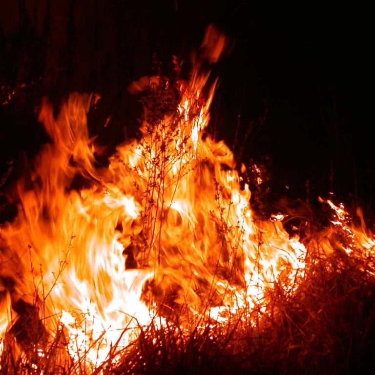 Feu de forêt de nuit