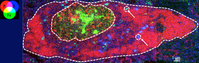 Image de la composition en P/Fe/S d’une coupe de neurone de la substantia nigra. Le corps du neurone et de son noyau sont contourés par une ligne en tiretés. Des granules cytosoliques riches en fer et en soufre sont pointées par des flèches.  