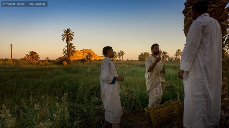 Le Palmier-Dattier, le pivot de l'écosystème des oasis sahariennes