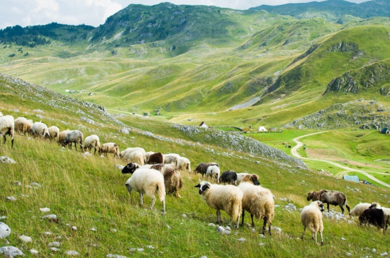Troupeau de moutons au katun (quartier pasto- ral) d’Okrugljak, devant l’église du Rosaire