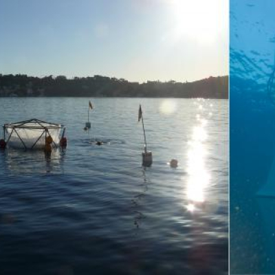 Un mésocosme dans la baie de Villefranche-sur-Mer lors d’une expérience test réalisée en octobre 2011. À gauche, vue du dessus (© LOV/OOV, F. Louis) et à droite vue du dessous (© LOV/OOV, D. Luquet)[...]