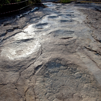 La piste de sauropode  © P. Dumas[...]
