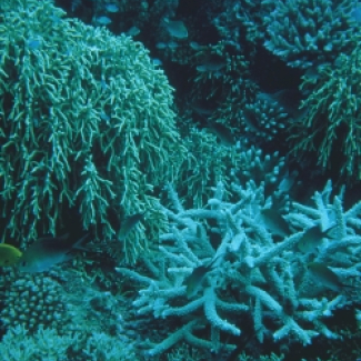 Coraux de la barrière récifale de Tahiti.

© CNRS. Photo G. Camoin.[...]
