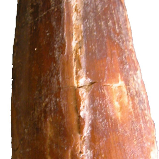 Dent de dinosaure « Spinosaurus » avec la trace de l'échantillonnage.

© R. Amiot, laboratoire Paléoenvironnements et paléobiosphère.[...]