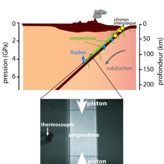 Schéma d'une zone de subduction.

La figure du haut est un schéma d'une zone de subduction. Une plaque océanique (marron) s'enfonce dans le manteau terrestre (saumon). Les séismes (étoiles) se produisent dans les conditions où les roches sont cassantes, à basse température. La couche de serpentine qui se forme au sommet de la plaque océanique plongeante (en vert) est capable de s'écouler à basse température, et limite la propagation des fractures à l'origine des séismes dans la zone de subduction.
E[...]