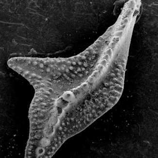 Elément conodonte représentant l'appareil buccal d'un vertébré marin primitif anguilliforme.

© Arlette Armand - Microscope Electronique à Balayage du Laboratoire PaléoEnvironnements et PaléobioSphère.[...]