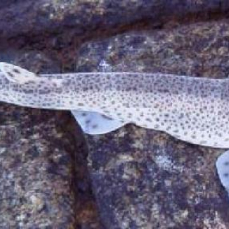 La roussette, un exemple d'organisme modèle émergent en génomique marine. 

© Station biologique de Roscoff.[...]