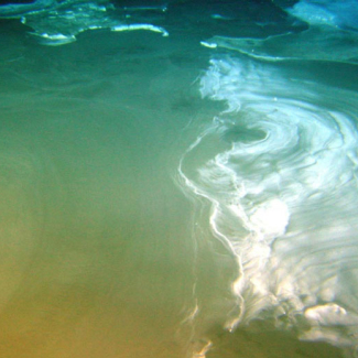 Ces grands voiles blancs, qui ressemblent à de l'écume sur une plage, sont en réalité composés de bactéries. Ils flottent, par 3 000 m de profondeur, en bordure d'un lac de saumures formé sur un volcan de boue, lors de la remontée de fluides.

© Ifremer. Nautinil 2003.[...]