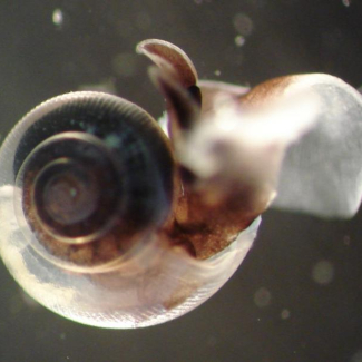 Ptéropode (escargot de mer nageur) arctique Limacina helicina (Spitzberg). © S. Comeau, LOV.[...]