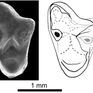 Arcantiodelphys marchandi, molaire supérieure du plus ancien mammifère de type moderne trouvé en Europe. L'espèce, encore mal connue,  est documentée par un matériel très rare provenant d'un gisement français daté de 99 ma (Cénomanien). 

© MNHN &amp; CNRS/INSU-Rennes I[...]
