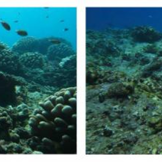 Le site de Vaipahu (Moorea Nord) par 6 mètres de profondeur, avant (à gauche) et après (à droite) le passage du cyclone Oli. © Mohsen Kamal. [...]