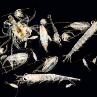 Larves de crabes, copépodes et euphausiaces. © Royal Society Research Fellow at the University of Plymouth, Richard Kirby.[...]