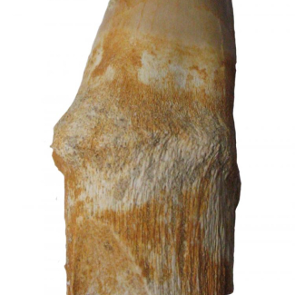 Reste dentaire de mosasaure (Prognathodon), une famille de Varanoidea anguilliformes du Crétacé supérieur bien adaptés à la vie aquatique avec un corps allongé et des membres en forme de nageoires (barre = 1 cm). 

© PEPS (CNRS/Université de Lyon 1), ph. A. Bernard[...]