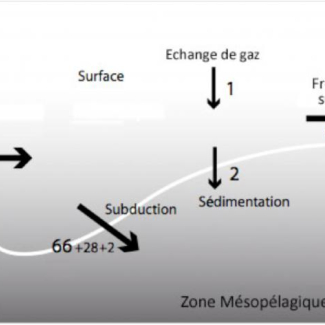 Bilan des flux de carbone dans la couche de mélange dans la région où s'est déroulée l'expérience POMME (38-45°N, 16-22°W).<br />
2 molC.m<sup>-2</sup>.an<sup>-1</sup> pour la pompe biologique et 96 molC.m<sup>-2</sup>.an<sup>-1</sup> pour la pompe physique de carbone sous différentes formes (les flux sont exprimés en moles de carbone par m<sup>2</sup> et par année). © Marina Lévy[...]