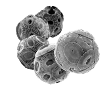 Cinq coccolithophoridés vus au microscope électronique à balayage  montrant les différences de calcification existant au sein de la même espèce ici <em>Emiliania huxleyi</em>. © Luc Beaufort CNRS/CEREGE[...]