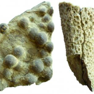 Eponges siliceuses de formes variées, datées du Trias inférieur et provenant du centre de l’Utah.
© Arnaud Brayard
[...]