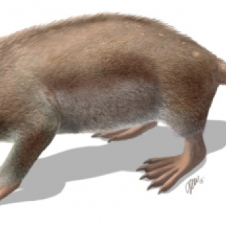 Reconstitution de Spinolestes xenarthrosus basée sur le fossile exceptionnellement bien préservé découvert à Las Hoyas. L'animal mesurait environ 25 cm. Crédit : O. Sanisidro.[...]