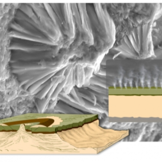 En gris, les particules argileuses d'origine magmatique recouvrant  des cristaux d'un basalte provenant d'une coulée de lave de Mururoa (Polynésie française). De telles argiles ont pu se former sur mars (schéma) dans des roches partiellement dégazées (jaune) datant de plus de 4 milliards d'années (Noachien), et non dans des roches complètement dégazées (vert) plus récentes Hespérien.[...]