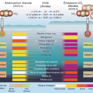 Modifications physiques et chimiques de l'océan et impact sur les organismes et les services écosystémiques selon deux scénarios : atténuation élevée (RCP2.6) et business-as-usual (RCP8.5). Les changements de température (∆T) et de pH (acidité ; ∆pH) en 2090-2099 sont exprimés par rapport à la période pré-industrielle (1870-1899). L'augmentation du niveau de la mer (SLR) en 2100 est exprimée par rapport à 1901. RCP2.6 est beaucoup plus favorable à l'océan même si plusieurs écosystèmes, biens et service[...]
