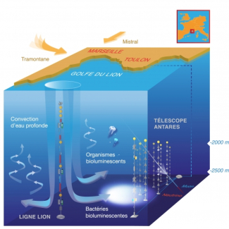Vue artistique de l'impact de la formation d'eaux denses sur l'activité biologique (bioluminescence) en milieu profond observé à l'aide du télescope Antares. © Conception graphique : www.mathildedestelle.com[...]