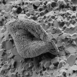 Image (microscopie électronique) d’un des microfossiles de 3,4 milliards d'années trouvés dans la formation de Strelley Pool (Australie). © Julien Alleon 
[...]
