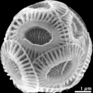 Photographie d'un squelette (coccosphère) d''Emiliania huxleyi, appartenant à la famille des Noëlaerhabdaceae, pêchée dans le SE de l'Océan Pacifique au cours de la mission océanographique BIOSOPE (BIogeochemistry and Optics South Pacific Experiment) à bord du Navire Océanographique Atalante. Crédits : Luc Beaufort.[...]