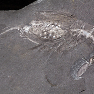 Fossile de Waptia fieldensis (spécimen ROM 63356 conservé au Musée royal de l'Ontario, à Toronto), dans lequel ont été préservés des œufs avec embryons.
© Musée royal de l'Ontario[...]