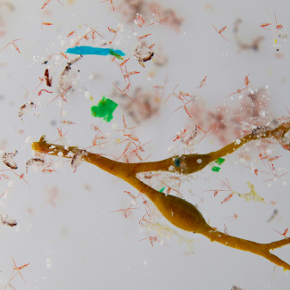Plancton et microplastiques. © Anna Deniaud / Fondation Tara Expéditions[...]