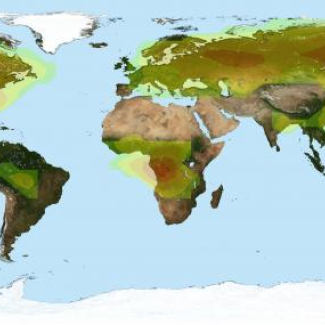 Distribution d’acide formique observé par IASI en juillet. Les fortes valeurs observées aux moyennes et hautes latitudes de l’hémisphère nord sont dues à des émissions durant la saison de croissance des plantes. © IASB[...]