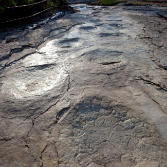World's longest sauropod dinosaur trackway brought to light
