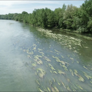 Photo d'un herbiers de renoncules aquatiques sur un site d’étude de la Garonne (Seilh).
