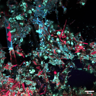 Dépôt biominéral sur un masque immergé 4 semaines en rivière (image de fluorescence en lumière visible – détection spectrale)