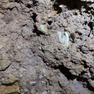 Brèche fossilifère dans la grotte Tam Ngu Hao