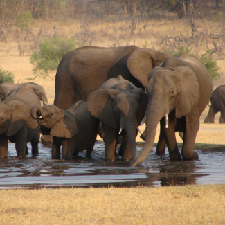 Photo d'éléphants s'abreuvant à un point d'eau au Zimbabwe. 