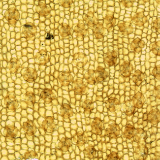 Vue en microscopie optique d'une cuticule du conifère fossile Frenelopsis utilisé pour reconstituer la concentration en CO2 atmosphérique au Crétacé. © A. Barral[...]