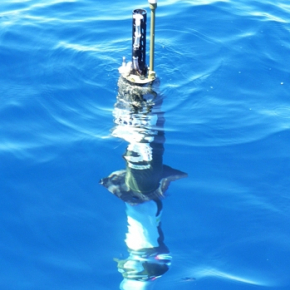 Une des bouées Bio-ARGO NAOS déployées en 2013 et qui devrait être récupérée pendant la campagne Bio-Argo Med. © LOV[...]